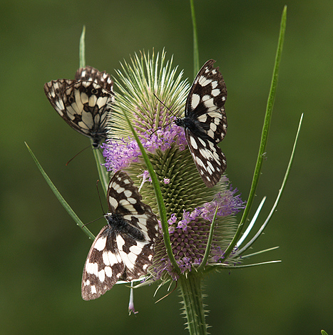 Oasi naturalistica del Carmine